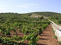 Vis: vineyard
